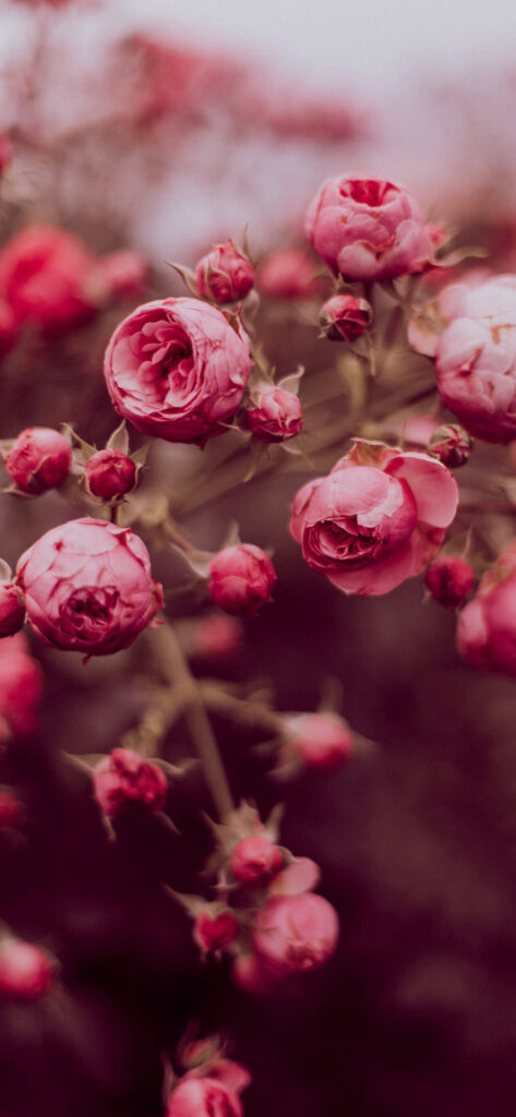 A close-up image of blooming pink roses with buds, set against a soft-focus background. Free Valentines Aesthetic Wallpapers.