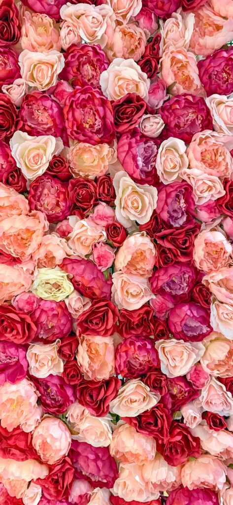 A vibrant and dense arrangement of roses in various shades of red, pink, and white, creating a visually stunning and romantic atmosphere