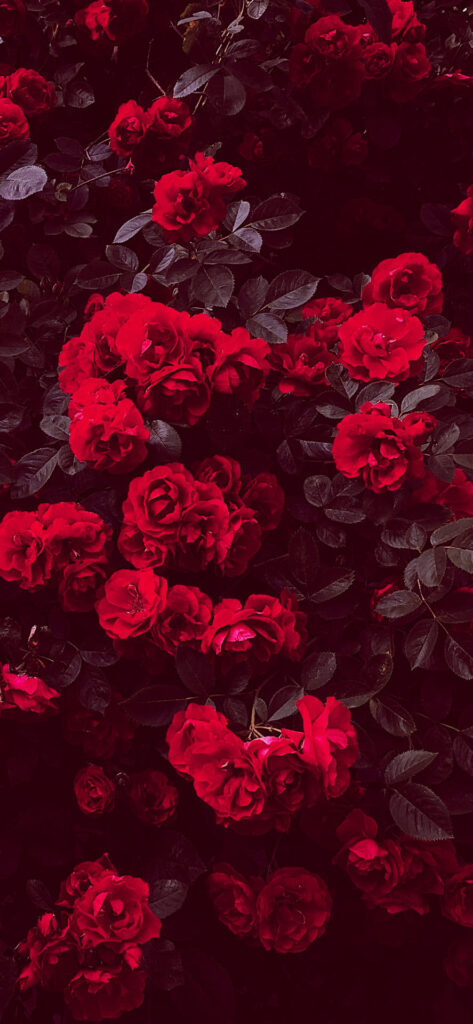 A lush cluster of vibrant red roses amidst dark green leaves, creating a visually striking contrast. Free Valentines Aesthetic Wallpapers.