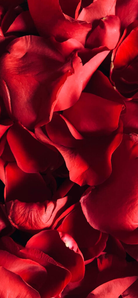 A close-up image of several red rose petals with a velvety texture and a deep red color. Free Valentines Aesthetic Backgrounds.