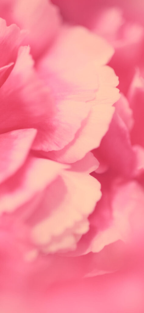 A close-up of the soft, delicate petals of a pink flower with varying shades of pink and a blurred pink background. Free Valentines Aesthetic Wallpapers.