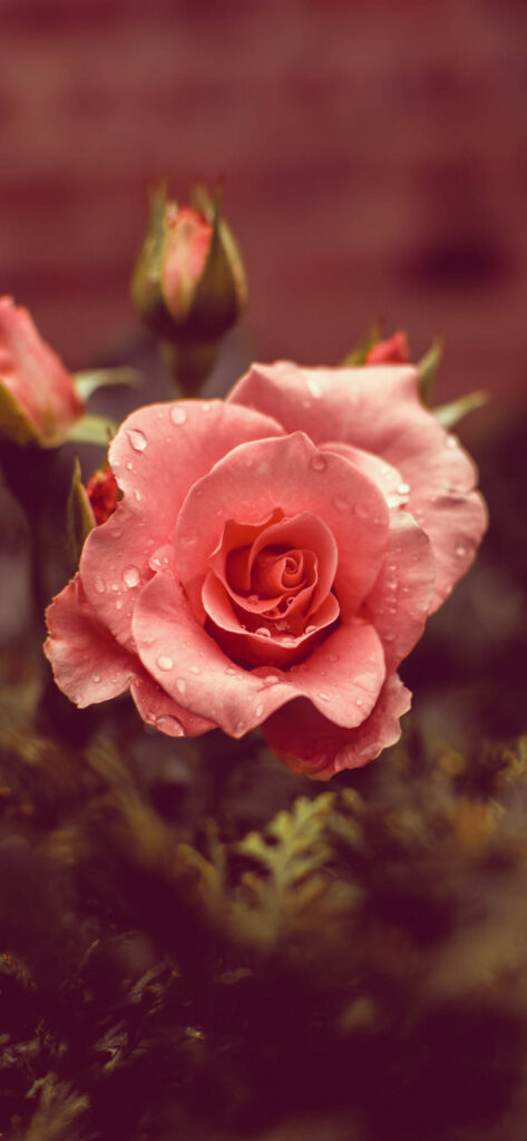 A close-up image of a dew-kissed, blooming pink rose with buds and greenery in the background