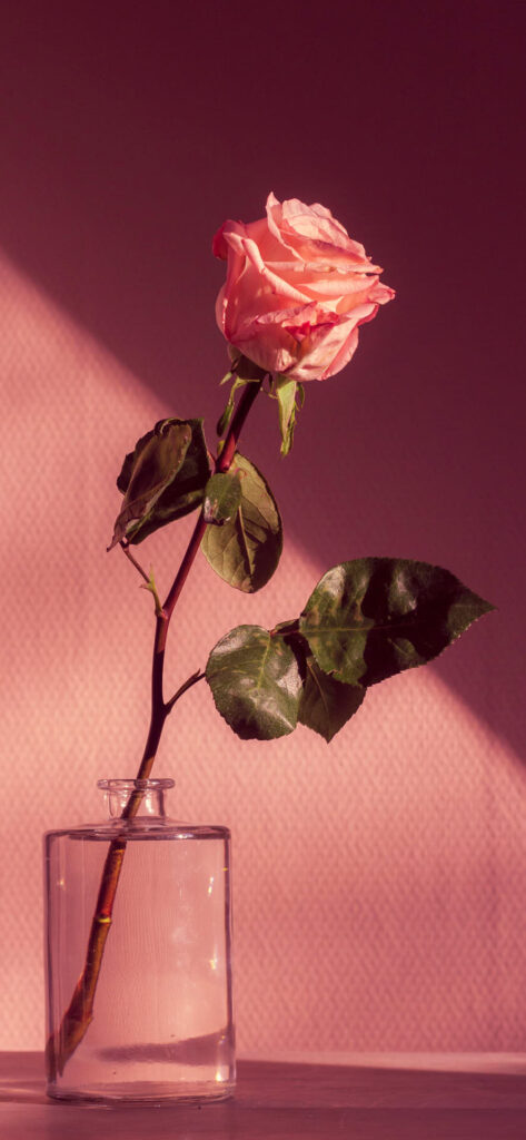 A single, elegant pink rose with green leaves, illuminated by soft light, stands in a clear glass vase against a textured pink background